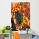 Grapes and bright red autumn grape leaves in the vineyard Wall Mural