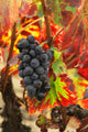 Grapes and bright red autumn grape leaves in the vineyard Wall Mural
