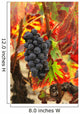 Grapes and bright red autumn grape leaves in the vineyard Wall Mural