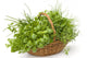 Basket of Herbs Wall Decal