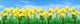 Banner with tulips Wall Mural