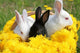 Bunnies Basket Wall Mural