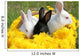 Bunnies Basket Wall Mural
