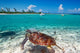 Green Turtle Caribbean Sea Wall Mural