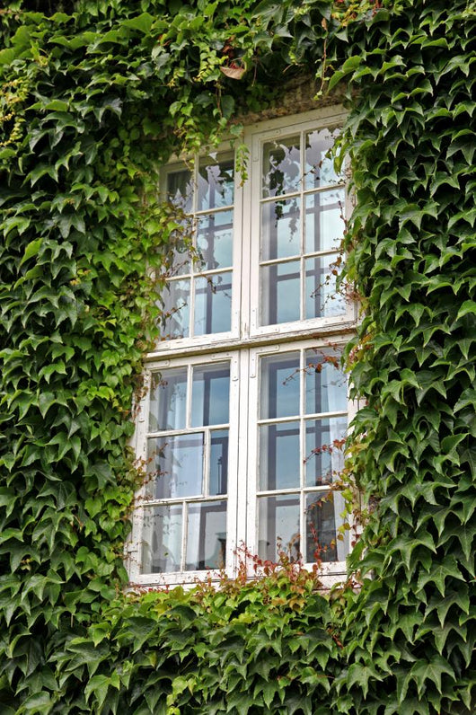 Window