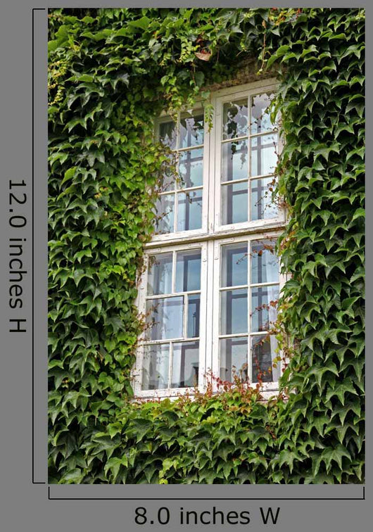 Window