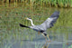Heron 9 Wall Mural