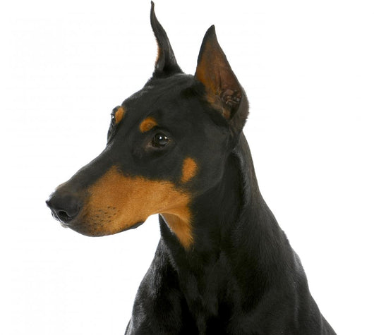 Guard Dog Wall Decal