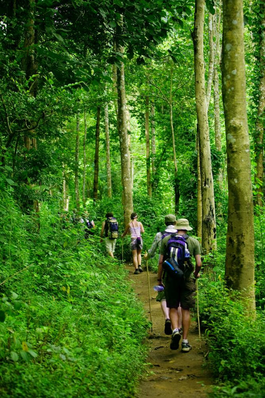 Jungle trek Wall Mural
