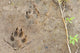 Wolf Foot Prints Soft