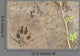 Wolf Foot Prints Soft