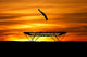 Silhouette Trampoline Gymnast Sunset