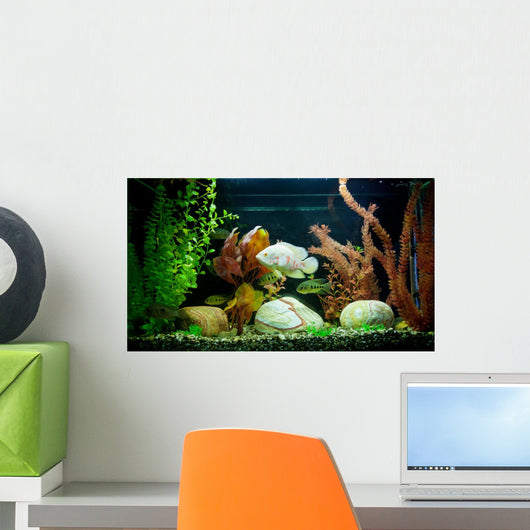 Tropical Freshwater Aquarium