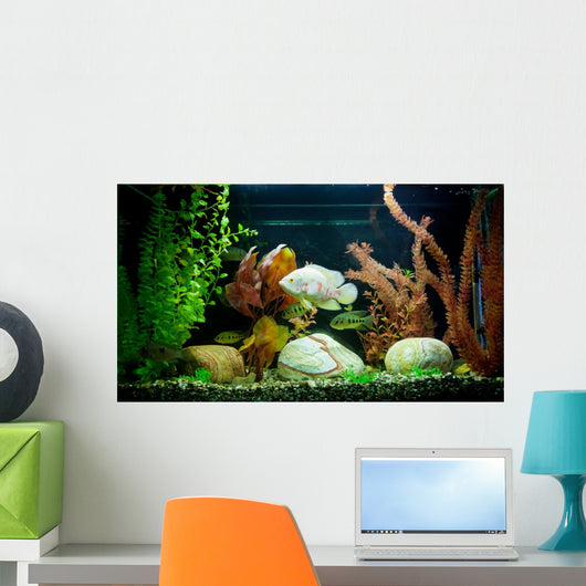 Tropical Freshwater Aquarium