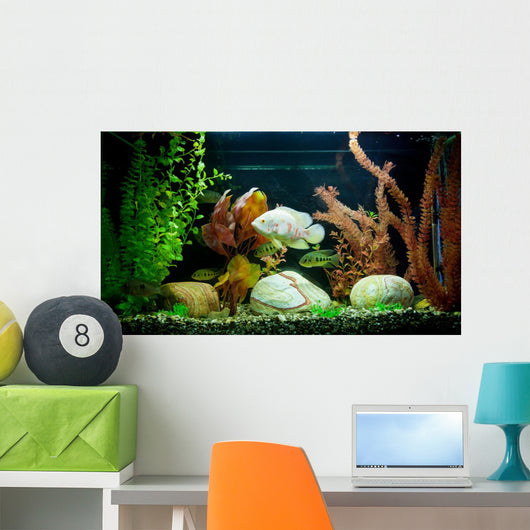 Tropical Freshwater Aquarium