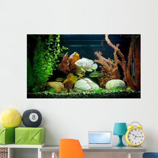 Tropical Freshwater Aquarium