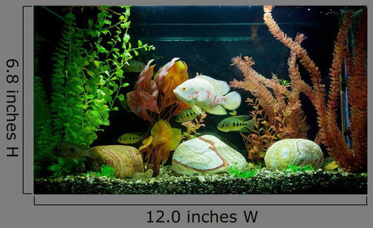 Tropical Freshwater Aquarium