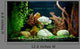 Tropical Freshwater Aquarium