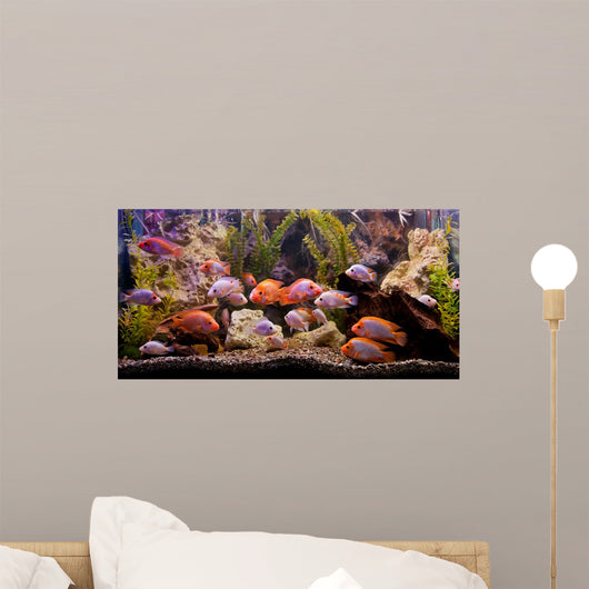 Tropical Freshwater Aquarium