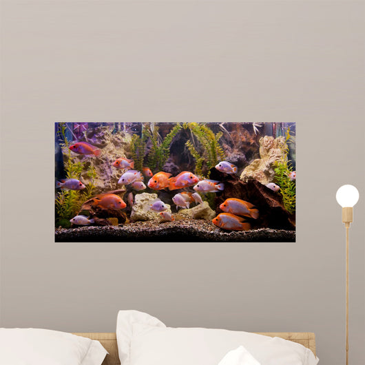 Tropical Freshwater Aquarium
