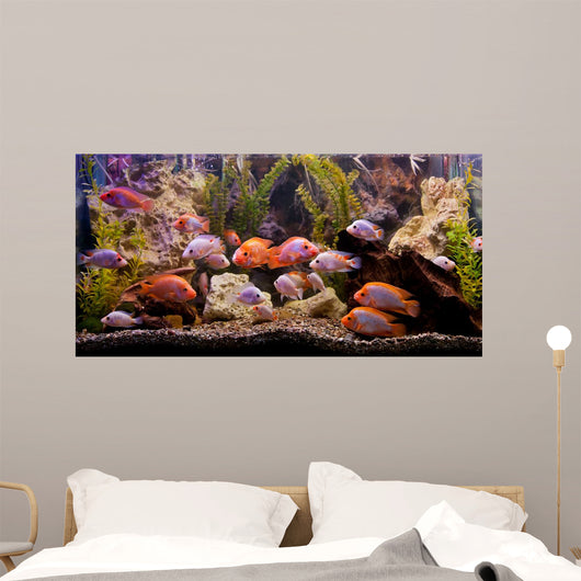 Tropical Freshwater Aquarium