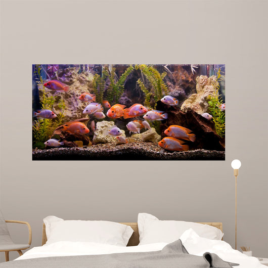 Tropical Freshwater Aquarium