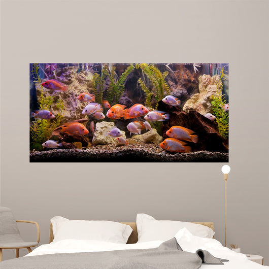 Tropical Freshwater Aquarium