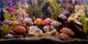 Tropical Freshwater Aquarium