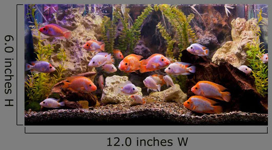 Tropical Freshwater Aquarium