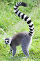 Lemur