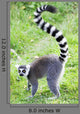 Lemur
