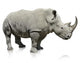 Rhinoceros Wall Decal