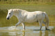 White Horse