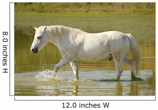 White Horse