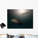 Sharks Water