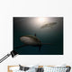 Sharks Water