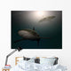 Sharks Water