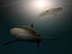 Sharks Water