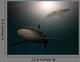 Sharks Water