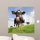 Holstein Cow With Huge Tongue Wall Mural