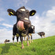 Holstein Cow With Huge Tongue Wall Mural