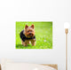 Cute Yorkshire Terrier Dog
