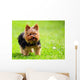 Cute Yorkshire Terrier Dog