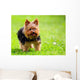 Cute Yorkshire Terrier Dog