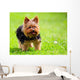 Cute Yorkshire Terrier Dog
