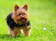 Cute Yorkshire Terrier Dog
