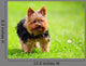 Cute Yorkshire Terrier Dog