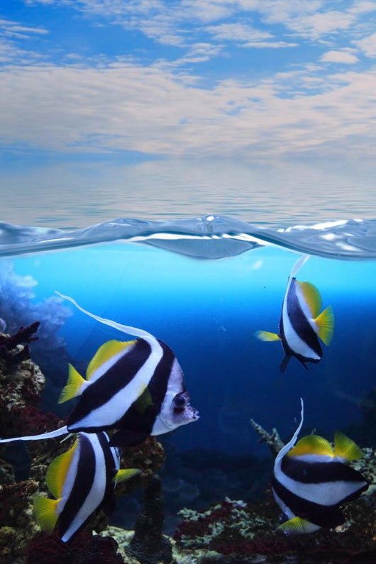 Group Fishes Moorish Idol