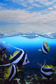 Group Fishes Moorish Idol