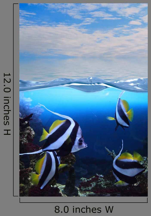 Group Fishes Moorish Idol